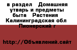  в раздел : Домашняя утварь и предметы быта » Растения . Калининградская обл.,Пионерский г.